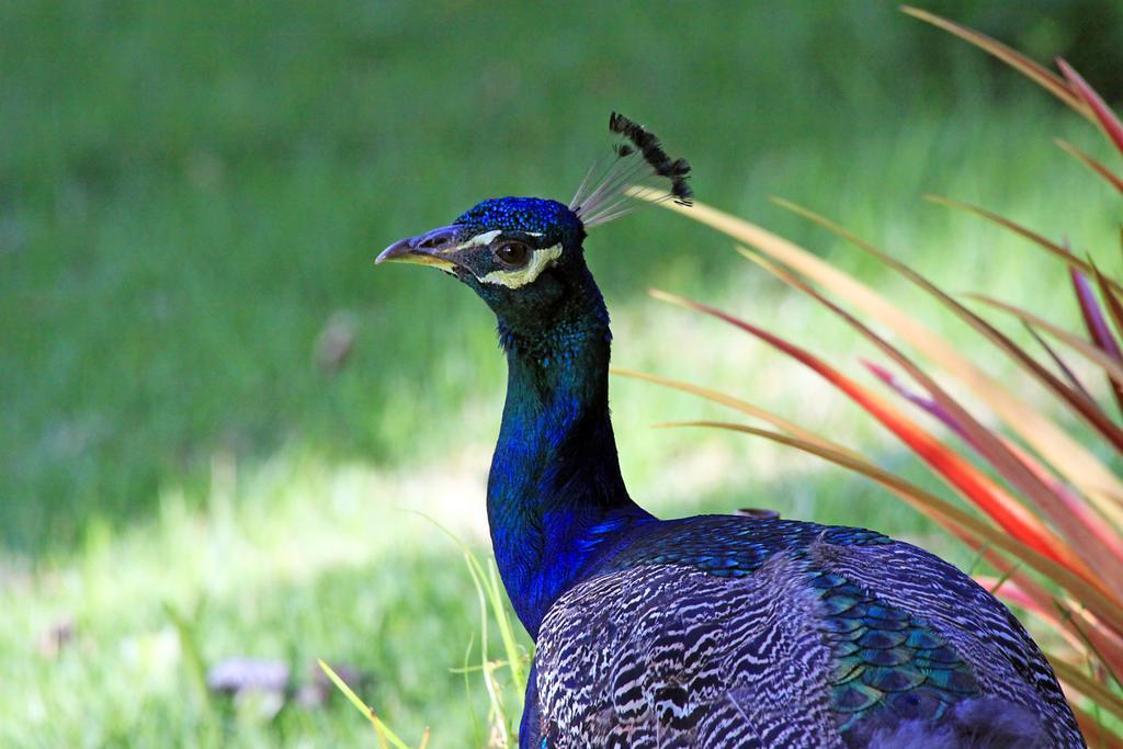 ג'פראטינגה Eco Pousada Paraiso Dos Coqueirais מראה חיצוני תמונה