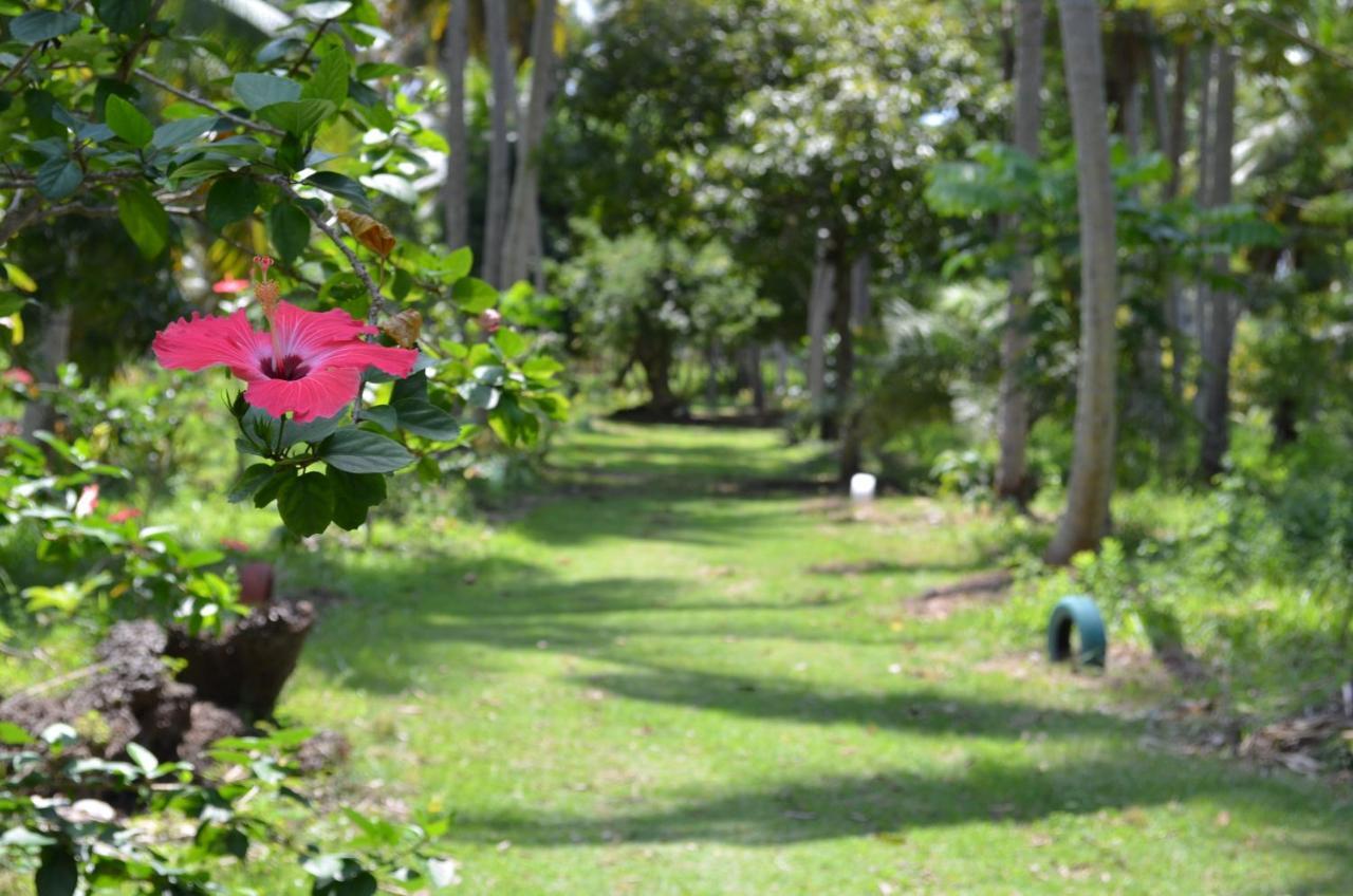 ג'פראטינגה Eco Pousada Paraiso Dos Coqueirais מראה חיצוני תמונה